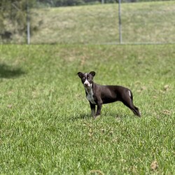 Adopt a dog:Linnea/Australian Kelpie/Female/2 Months,Hi there! My name is Linnea, and I’m an 11-week-old Kelpie with a big personality and even bigger dreams! I came into the shelter with my mom and siblings when I was just a tiny pup of 7 days old, and now I’m ready to find my forever home! I’m all about fun and games—playtime is my favorite! I’m sassy, spirited, and full of energy, which means I need a home where I can keep busy and explore. I would love a family that understands my breed and knows how to keep my curious mind engaged. I thrive on positive reinforcement training (who doesn’t love treats and praise?), so I can learn all the awesome tricks and manners to impress you! If you have another dog, I would love to go home with a dog who can show me the ropes and keep up with my playful antics! It’s important to me that my new furry friends are energetic and fun-loving like me. I want to learn from them and play to my heart’s content – but its important that we can both rest. As I need 18-20 hours sleep a day to grow to my hearts content.  One thing to keep in mind: I can’t go home with kids under 6. I want to make sure we can all play safely, and I need my space to grow and learn. I do need indoor/outdoor access so I can stretch my legs and explore the world around me—there’s so much to sniff and see! If you’re looking for a playful partner who’s ready to bring joy and a little sass into your life, I’m your girl! Let’s have some fun together and create amazing memories. Can’t wait to meet you!  Home requirements: If you think that your home would be a good fit please fill out an application online at   and the team at BARC will be in touch to arrange a meet and greet.