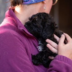 Adopt a dog:Hansel/Yorkie Poo/Male/Baby,hi Hansel,

this tiny fluff is a 2 month-old yorkie /poodle mix. He was surrendered to our care from a commercial breeder in Lancaster as they did not think he would sell. 

Hansel is the sweetest, loveliest little guy. As a typical puppy, he loves everyone and especially enjoys snuggling with our volunteers. He would like a home with another social, smaller dog or where someone is home a lot (e.g. work from home arrangement) so he wouldn't be alone. 

At this age, puppy classes will be very important. 

He would need to meet any resident dogs. 

Hansel will come neutered, with age-appropriate vaccines, microchipped and 4dx tested. Hansel could not be sold because he was born with a front limb deformity that has left him with a little stump. At this time it does not require any additional care. 

If you are serious about adoption, please fill out an adoption application on our website www.phoenixanimalrescue.com Her adoption fee is $500.

Phoenix Animal Rescue
Chester Springs, Pa
Kennel License #5152