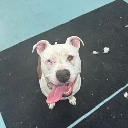Lolly/American Bulldog / American Staffordshire Terrier/Female/3 Years 6 Months,Hi there! I’m Lolly, a sweet and spirited gal looking for the next chapter in life, will it be with you? I’m on the lookout for my new best friend. Someone to take me on sniffy walks, do treat training with me and find a sunny spot to laze in! I'm still learning to walk nicely on lead, so I need someone who’s ready to work with me on loose-leash walking using treat based training. I'm smart as well as pretty and I love learning! Especially when my favourite treats are on offer. Sometimes, I feel a little concerned when I’m left alone, but with a bit of patience and support, I know I can find my calm I just need someone to help me feel nice and safe in my new home environment. I absolutely love meeting new dog friends and have a typical Staffy play style. I'd best suited with a calm social dog that enjoys playing with other doggies my size! Because of my size and excitement levels, I’d do best in a home with dog savvy children who are comfortable around larger dogs. When I get excited, I can jump up, but it’s all in good fun – I just can’t contain my enthusiasm! 