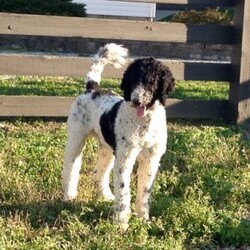 Lulu/Bernedoodle									Puppy/Female	/8 Weeks,Hi, look at me! I’m a standard Bernedoodle puppy. I was raised on a farm and love playing with kids. I am micro chipped and up-to-date on vaccinations and deworming. If you would like to meet me call or text Neva Monday thru Saturday. All Sunday calls will be returned Monday.