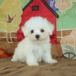 Wonder/Bichon Frise									Puppy/Female	/9 Weeks,Say hello to this ACA registerable Bichon Frise puppy who is started on potty training and crate training.  This little social butterfly will not have any health issues that will adversely affect their health because both parents are DNA Tested to be sure they don’t pass on any health issues. Each pup in this litter is up to date on shots and dewormer and vet checked! We offer the option for microchipping and a 1 Year Genetic Health Guarantee! The mother Taylor is a 10lb Bichon who loves attention and the sire Gordy weighs 10lbs and is very smart. If you are looking for a well socialized little Bichon to snuggle and love contact us today! 