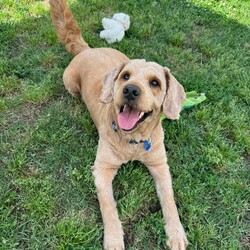 Adopt a dog:Flash/Poodle (Standard)/Male/3 Years 6 Months,Hi! I'm Flash! I'm a super cute poodle cross who is on the search for a new home! I'm a very timid man and will need a quiet home where people can build up my confidence and let me flourish as the sweet and friendly man we know I can be! I'm a medium energy dog, I'm carrying a couple of extra pounds and expect to show a more playful and exuberant side as I settle in and slim down. I love my people, but need a calm and quiet house, so I will need an adult only home to provide me with a nice predicable home life. I will also need to be the only dog in the home, however I might be suitable for cats or other pets if given my own space. I have a real fondness for toys and cream cheese! Requirements: Flash is such a sweet and lovely boy, and we're sure he'll be very popular! We're looking for the perfect home for him, if you think that's you please apply for him through Exceptional Owners! **If you are interested is giving this wonderful pet a home please visit our website and complete an expression of interest  Love and puppy kisses, Flash!