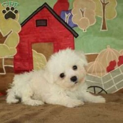 Wonder/Bichon Frise									Puppy/Female	/9 Weeks,Say hello to this ACA registerable Bichon Frise puppy who is started on potty training and crate training.  This little social butterfly will not have any health issues that will adversely affect their health because both parents are DNA Tested to be sure they don’t pass on any health issues. Each pup in this litter is up to date on shots and dewormer and vet checked! We offer the option for microchipping and a 1 Year Genetic Health Guarantee! The mother Taylor is a 10lb Bichon who loves attention and the sire Gordy weighs 10lbs and is very smart. If you are looking for a well socialized little Bichon to snuggle and love contact us today! 