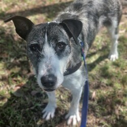 Adopt a dog:Alice/Irish Wolfhound/Female/2 Years 1 Month,Hello there! My name is Alice and I am a charming Wolfhound lady. I have a moderate energy level which means I love both playtime and relaxation. I'm also a smart cookie, so I need a family who can help me learn about life every day. I promise, our training sessions will be fun!  I would prefer a home where I can be the star, which means I'd love to be your only pet. I can't wait to be your loyal companion, we'll have so many adventures together! I'd do best in a home where someone works average hours so I won't be alone too much. I'm looking for a family with kids aged 12 and up, someone who can understand my needs and shower me with love. I promise to return the love tenfold! Let's make unforgettable memories together. Can't wait to meet you! Love, Alice xx Requirements: