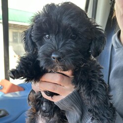 Adopt a dog:Hansel/Yorkie Poo/Male/Baby,hi Hansel,

this tiny fluff is a 2 month-old yorkie /poodle mix. He was surrendered to our care from a commercial breeder in Lancaster as they did not think he would sell. 

Hansel is the sweetest, loveliest little guy. As a typical puppy, he loves everyone and especially enjoys snuggling with our volunteers. He would like a home with another social, smaller dog or where someone is home a lot (e.g. work from home arrangement) so he wouldn't be alone. 

At this age, puppy classes will be very important. 

He would need to meet any resident dogs. 

Hansel will come neutered, with age-appropriate vaccines, microchipped and 4dx tested. Hansel could not be sold because he was born with a front limb deformity that has left him with a little stump. At this time it does not require any additional care. 

If you are serious about adoption, please fill out an adoption application on our website www.phoenixanimalrescue.com Her adoption fee is $500.

Phoenix Animal Rescue
Chester Springs, Pa
Kennel License #5152