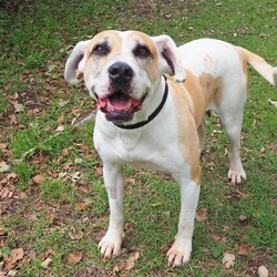 Adopt a dog:Katie/Mastiff/Female/6 Years 6 Months,Hello, I'm Katie, a lovely 6-year-old Mastiff gal with a heart full of love. I’m looking for a forever home where I can be the queen of the castle as the only pet. I'm a gentle giant who's past the puppy stage, so I won't need much training. I promise to be the best couch companion and the most loyal friend you'll ever meet. I would thrive in a home where someone works regular hours and can provide me with a secure outdoor space, like a fenced backyard, where I can bask in the sun and roll in the grass. Although I'm a big girl, I have a mild temperament and would be perfect for a household with older dog experienced children. I’m not fussy or demanding – all I ask for is love, a few daily walks, and a cozy spot to snooze. I enjoy watching the birds but can be a little too enthusiastic with them, so I'm not suited to a home with pet birds. I’m looking forward to spending my days making you smile, receiving pats, and giving you all the love I have to offer. Can you provide a loving home for a big-hearted girl like me? I promise to fill your home with doggy love!