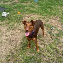 Northern/Australian Kelpie/Female/2 Years 1 Month,Hello there, I'm Northern! I'm a young and energetic Australian Kelpie girl, almost two years old and raring to go on adventures with you. I'm a high-energy type of gal, always ready to play, run, and learn new things. I've been told I'm a quick learner, always eager to discover and understand the world around me. Life's a game and I play it with passion and vigor. I would love to have a human who can join me in my daily explorations and experiences. Are you up for it? I promise to make it worth your while with my playful antics and heartwarming companionship. Being an Australian Kelpie, I need a home with someone who understands and appreciates my breed. I require both physical and mental stimulation, so someone working average work hours would be perfect. We'd have plenty of time to bond and I promise to keep you entertained! I will need to be the only dog in the home as I have not had much expose to other dogs and I find them a bit scary at the moment. Children in the home will have to be older and calmer as I am still learning about life and a home with some routine and predictability is exactly what I need. Requirements: If you think I could be the pretty fun loving girl for you, please head into the shelter today to say hi!!