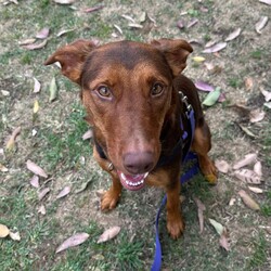 Northern/Australian Kelpie/Female/2 Years 1 Month,Hello there, I'm Northern! I'm a young and energetic Australian Kelpie girl, almost two years old and raring to go on adventures with you. I'm a high-energy type of gal, always ready to play, run, and learn new things. I've been told I'm a quick learner, always eager to discover and understand the world around me. Life's a game and I play it with passion and vigor. I would love to have a human who can join me in my daily explorations and experiences. Are you up for it? I promise to make it worth your while with my playful antics and heartwarming companionship. Being an Australian Kelpie, I need a home with someone who understands and appreciates my breed. I require both physical and mental stimulation, so someone working average work hours would be perfect. We'd have plenty of time to bond and I promise to keep you entertained! I will need to be the only dog in the home as I have not had much expose to other dogs and I find them a bit scary at the moment. Children in the home will have to be older and calmer as I am still learning about life and a home with some routine and predictability is exactly what I need. Requirements: If you think I could be the pretty fun loving girl for you, please head into the shelter today to say hi!!