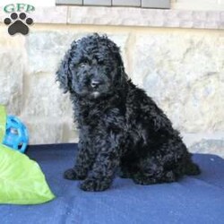 Kathy/Mini Labradoodle									Puppy/Female	/6 Weeks,Are you searching for a Mini Labradoodle who will have a hypoallergenic coat and feel soft and snuggly like a Poodle? We have been specializing in multigenerational Mini Labradoodles for years and have finally perfected the coat textures of our puppies so that you can enjoy the happy go lucky personality of the Labrador with the convenience of the Poodle coat! Our puppies come up to date on shots and dewormer and will be vet checked before they leave. We offer a 1 Year Genetic Health Guarantee as well! If you are looking for the perfect pup this fall contact us today! 