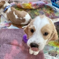 Adopt a dog:Olive Pup: Oliver/Beagle/Male/Baby,Just look at these adorable pups!!! Olive's Pups are ready for their forever homes once they get their 2nd puppy vaccine this week! Mama Olive is just the cutest little beagle and her pups definitely take after her. They will be at the Fair Lakes Petsmart Adoption Event this Saturday (November 2nd) from 1-3pm....please come out and meet them!

For more information, please email dogs@lostdogrescue.org