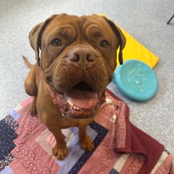 Nala/Dogue de Bordeaux/Female/4 Years 12 Months,Hello there! My name is Nala and I'm a lovely Dogue de Bordeaux. I'm nearly 5 years old, but don't let that fool you, I'm still full of life and love. I love to nap in the sun and go for leisurely walks – and of course I love treats! I'm a low energy dog, I promise to be the perfect companion for those cozy nights in. I'm looking for a home where I can be the only dog; I love all the attention! I can't wait to find my forever home and become your best friend. I'd prefer older children as I can be a bit boisterous and would prefer a calm, consistent household. Requirements: Nala is such a sweet and beautiful girl, sure to brighten up your life! Come on in and say hi! Love and dribbles, Nala!