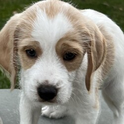 Adopt a dog:Olive Pup: Oliver/Beagle/Male/Baby,Just look at these adorable pups!!! Olive's Pups are ready for their forever homes once they get their 2nd puppy vaccine this week! Mama Olive is just the cutest little beagle and her pups definitely take after her. They will be at the Fair Lakes Petsmart Adoption Event this Saturday (November 2nd) from 1-3pm....please come out and meet them!

For more information, please email dogs@lostdogrescue.org