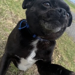 Butter/Pug / Jack Russell Terrier (Smooth)/Female/3 Years 2 Months,Hi there, I'm Butter, a sweet little Pug/Jack Russell terrier who's as lovable and cute as my name suggests. I'm a female pupper, about 3 years old, and I'm looking for a caring home with someone who works average hours. Although I have no history of issues with children or other animals, I would love to be the only dog in the household – that way, I get all the belly rubs! I'm a bit of a diva, you see. I need a household without other dogs and I promise to fill your life with love and joy in return. I'm still learning about the world around me, so I would love for my new family to continue my training. I enjoy my daily opportunities to learn about life, and I promise to be a fast learner! My vets have plans to do further surgeries and this is already booked in at RSPCA Veterinary Hospital in Yagoona. I would love the chance to settle into my new home first and allow for a smoother recovery. It is recommended that you are located in the Sydney/Illawarra/Central Coast as you will need to travel to Yagoona for further vet appointments. I can't wait to meet you and start our life together. Let's make some beautiful memories.