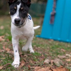 Adopt a dog:Grommet/Australian Kelpie/Male/4 Months,Hi there! My name is Grommet, and I'm the cutest little ball of joy you'll ever meet! I might be small now, but my heart is HUGE, and I've got enough love to share with a family just like yours. As a curious pup, I love exploring my surroundings-sniffing out new scents and making friends with anyone who stops to say hello. I might wiggle my tail so hard I look like I'm about to take off! I have plenty of puppy energy, so daily playtime is a must. Whether it's chasing after a squeaky toy or pouncing on a playful friend, I'm always ready for an adventure. I'm also eager to learn! A little puppy school would be perfect for me to pick up some manners and tricks. I promise I'm a quick learner and can't wait to impress you with my new skills. Plus, it'll help me meet new people and other pups-socialization is key for a growing girl like me! One thing to keep in mind is that I'll need a safe space to roam and play. A secure fence in your yard would be ideal, so I can frolic freely without worrying about any sneak escapes. Safety first, right? I love the great outdoors, but I want to make sure I stay close to my family. I'm not very fond of smaller fast moving people, so I'm best suited to a home with any children over the age of 12. So, if you're looking for a playful companion who's ready to fill your days with laughter, love, and a little bit of puppy mischief, I'm your boy! Let's start our forever adventure together. Can't wait to meet you! My adoption fee is: $620 which includes = desex, vaccination, microchip with flea and tick prevention started