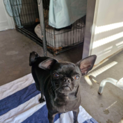 Bubbles/Pug / Chihuahua (Smooth Coat)/Female/2 Years 3 Months,Hello there, I'm Bubbles, a 2-year-old pug mix with a lot of love to give. I'm a little girl looking for a calm and quiet household where I can be the center of attention – no cats, pocket pets or other dogs, please. I need a human who's home most of the time, as I'm a bit of a homebody and I love company. I'm perfect for those with a mild lifestyle, perhaps retirees, or families with older kids (12 years and up). I must confess, I'm a bit choosy when it comes to canine companions. Off-leash dog parks aren't really my thing, I prefer one-on-one bonding time with my human. I'm a bit of a diva and require a little extra attention when it comes to behavior and training, so an experienced dog owner would be ideal. But don't let that deter you, once we get to know each other, I'm sure we'll be best friends forever. My vets have plans to do further surgeries and this will be completed at RSPCA Veterinary Hospital in Yagoona. I would love the chance to settle into my new home first and allow for a smoother recovery. It is recommended that you are located in the Sydney/Illawarra/Central Coast as you will need to travel to Yagoona for further vet appointments. If you have a peaceful home, lots of love to give, and plenty of time to spend with me, I'm sure we can make wonderful memories together. Looking forward to meeting you soon! LEVEL 2 BRT