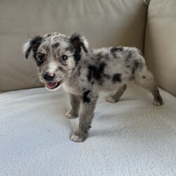 Adopt a dog:Mylie/Australian Shepherd/Female/Baby,Meet Mylie! This absolutely adorable girl currently weighs 4 pounds and is about 8-9 weeks old. She is a small Australian Shepherd mix. It's suspected that both parents are Aussie but with rescue it's always a guess! 

(We also have Cyrus, her brother so check out our other listings) 

Miley is a precious, very soft, little sweet baby ready for a family. She was rescued along with her brother from a scary hoarding situation. She is so soft and cute! 

Sweet Miley has a very gentle and affectionate personality and loves to play with her foster siblings and toys. Of course, she will need patience as she learns the ropes with potty training, crate training, and all of the normal puppy things. We are proud that she uses potty pads like a champ! 

The adoption fee is $600 and includes age appropriate vaccines (DAPP with boosters, Bordetella, Rabies if old enough), multiple broad spectrum deworming treatments, spay/neuter  *if old enough, flea & heart worm prevention while in our care, a microchip with free lifetime registration, a collar or harness, treats, squeaky toy, a discount on pet insurance and coupons for Petco!

*When adopting one of our puppies too young for spay/neuter, the adopter shall complete a spay/neuter contract to have the puppy spay/neutered before 6 months of age at adopters' expense. The microchip will remain registered to the rescue until proof of spay/neuter is provided. 

We facilitate adoptions across the US from Houston, Tx. for a small additional fee $300 which includes a health certificate by a licensed vet deeming the pup healthy for travel. Our pups travel in comfort with 24/7 care on licensed transport vehicles including buses and cargo vans. If available, private planes or in cabin on Southwest Airlines (if small enough to fit in carrier under seat).

We go above and beyond to provide unparalleled care for our pets. Our commitment to comprehensive medical care sets us apart. We've received glowing feedback from veterinarians who commend our dedication to ensuring the health and well-being of every animal in our care.

This puppy is from a part of the US where puppies are regularly euthanized. So, this puppy needs you! If you choose a puppy from this rescue, it saves their life AND it also allows us to save the life of another in its place.

A puppy is discovering their personality with each passing day. We pride ourselves in being able to give you good personality and behavioral information to help ensure this baby is the right fit for you. You are also welcome to do a Facetime call to meet your new baby before signing the adoption contract! 

We require a commitment from adoptive families to crate train their new puppy starting immediately when arriving at their new home, which will help with potty training, energy management, and the overall development of a well-rounded adult dog. You will be guaranteed to get lots of kisses in return from your new best friend!

Adoption Application Link:
https://rescuetexas.org/adoption

Any questions? Please email: rescuetexasdogs@gmail.com it may take several days to get a response. If you really are interested, please complete an application because having an application on file receives response priority. 

We understand that our adoption fees may be higher than some other organizations and shelters but we believe that quality care is worth the investment. By choosing Rescue Texas, you're not just welcoming a new furry friend into your home you're investing in their lifelong health and happiness. You are also supporting the medical treatment of our medical cases from abuse and cruelty cases. 

The Greater Houston area has the highest stray and overpopulation rates in the nation. Rescue Texas is on a mission to make a difference. As a nonprofit dog rescue, we are boots on the ground working hand in hand with the community to combat this crisis. Our goal is simple: to reduce the homeless pet population through community outreach, spay and neuter education, and by rescuing dogs of all breeds from the streets or overcrowded shelters, where euthanasia due to lack of space is often the only option. The dog you've found online is not only lucky to be in our program, but also incredibly fortunate to have caught your eye. Your interest and support mean the world to us and to the animals we save. Thank you for considering adoption and for joining us in our mission to give every animal a chance at a happy and loving home!

Our rescue is dedicated to making a difference. We provide individualized socialization, training guidance, and support based on the dogs needs to ensure a smooth transition for both pet and owner. 

Follow our rescue journey and connect with us on our website and social media platforms. Together, we can make a difference!

https://www.rescuetexas.org/
https://www.facebook.com/rescuetx

Ready to welcome a new furry friend into your life? APPLY TODAY and become a hero for pets in need!

DISCLAIMER- Breed type is determined based on general appearance and behavioral characteristics and cannot be guaranteed.