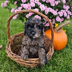 Elsa/Mini Goldendoodle									Puppy/Female	/6 Weeks,To contact the breeder about this puppy, click on the “View Breeder Info” tab above.