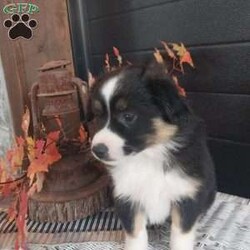 Buddy/Miniature Australian Shepherd									Puppy/Male	/August 25th, 2024,Meet buddy, he is a sweet lovely puppy that absolutely loves to play with children loves being around people, he comes up to date on shots and dewormer, also a 30 day health guarantee