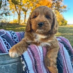 Sid/Goldendoodle									Puppy/Male	/September 4th, 2024,Meet Sid, the lovable, little, plump, son of my beautiful Piper. Sid is the dearest little cuddle bug and is rollypolly. He loves nothing more then to be running after my toddler and playing with the rest of the pack.