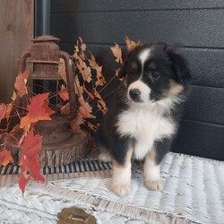 Buddy/Miniature Australian Shepherd									Puppy/Male	/August 25th, 2024,Meet buddy, he is a sweet lovely puppy that absolutely loves to play with children loves being around people, he comes up to date on shots and dewormer, also a 30 day health guarantee