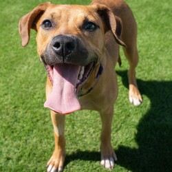 Peep/American Staffordshire Terrier/Female/7 Months,Hello! I’m Peep, an adorable young Staffy mix pup eagerly searching for my forever home. I’m full of puppy energy and potential, but I’m still learning about the world around me. I’ve had limited life exposure so far, so I’m looking for an experienced owner who can help me adjust and thrive with some ongoing training and patience. I’m a bit nervous with pats and handling, so I’ll need to meet all the children in the home to make sure I feel safe and secure. Ideally I would have a calm, confident doggy friend to learn from but I would also be okay as the only dog in the home. In return, you’ll find me to be a loyal and loving companion, ready to grow and learn with you. I’m eager to discover the joys of a caring home, where I can finally settle down and become the best pup I can be. If you’re an experienced dog owner ready for the joy of helping me become the best version of myself, let’s meet! Household restrictions: