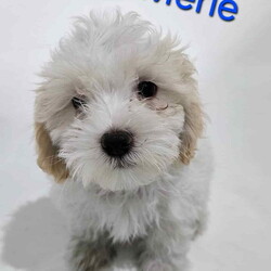 Merle/Maltese/Male/Baby