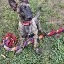 Jade/Dutch Shepherd / German Shepherd Dog/Female/5 Months,Hey, I'm Jade! I'm a gorgeous young Dutch Shepherd Puppy! I'm lively, athletic, alert and an intelligent breed, I was originally used for herding other animals! I have an independent nature; I can sometimes have a mind of my own and tend to do what I like. I have plenty of drive, and endless energy, I could run all day if I wanted! My breed thrives on ongoing training, a few quick training sessions a day to make me think and earn will be oh so beneficial for everyone involved! Because of my breed, I require an experienced owner to continue my training and for ongoing management while I grow into a big strong girl. I'm not a German Shepherd, I'm a Dutch Shepherd! I came to the shelter as a wee puppy, I was raised with my siblings, now we are all grown up and ready to go on adventures of our own. Being in foster care with other dogs has increased my confidence and now I'm ready to take on the world, I will need to go home with another canine companion that meets my energy levels for company so you can leave the house when you need, and for a play buddy to help use up some of this puppy energy! I'll keep you on your toes as I'm into everything and love making mischief! I will need consistent, ongoing, positive training to keep me out of trouble, and help me to form that vital bond with you. If you're looking for an active companion and are willing to provide me with my needs, please give the shelter a call to organize an appointment to meet me. XX Jade My Adoption Fee is $620 = desex, microchip, vaccinations, flea, tick & worming treatments