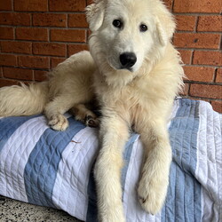 Adopt a dog:Artie/Maremma Sheepdog/Male/1 Year 9 Months,Meet Artie: The Laid-Back Guardian Hey there! I’m Artie, the chilled-out Maremma who’s mastered the art of snoozing and observing. If you’re looking for a dog who enjoys the simple pleasures of life—like napping in sunny spots and keeping a watchful eye on the world—then look no further! You must know that I am a bit reserved when it comes to making new human friends, however I thrive in the company of my fellow canines, so I must go home with another dog so they can help me tackle life outside the shelter. Having dog friends keep my spirits high and my tail wagging.  I’m on the lookout for an experienced owner who knows the ins and outs of my breed. Maremmas are unique and require someone who understands our quirks and charms. Adult-only households are best for me—let’s keep things serene and drama-free. So, if you’re an experienced dog lover with a furry friend ready to welcome a laid-back, observant dude like me into your home, let’s make some magic happen! Just be prepared for some quality snooze sessions and the occasional thoughtful stare as I contemplate the mysteries of the universe. Please submit an   if you are interested in meeting Artie, or call 0477 064 192. Artie's requirement's :