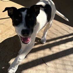 Adopt a dog:Grommet/Australian Kelpie/Male/4 Months,Hi there! My name is Grommet, and I'm the cutest little ball of joy you'll ever meet! I might be small now, but my heart is HUGE, and I've got enough love to share with a family just like yours. As a curious pup, I love exploring my surroundings-sniffing out new scents and making friends with anyone who stops to say hello. I might wiggle my tail so hard I look like I'm about to take off! I have plenty of puppy energy, so daily playtime is a must. Whether it's chasing after a squeaky toy or pouncing on a playful friend, I'm always ready for an adventure. I'm also eager to learn! A little puppy school would be perfect for me to pick up some manners and tricks. I promise I'm a quick learner and can't wait to impress you with my new skills. Plus, it'll help me meet new people and other pups-socialization is key for a growing girl like me! One thing to keep in mind is that I'll need a safe space to roam and play. A secure fence in your yard would be ideal, so I can frolic freely without worrying about any sneak escapes. Safety first, right? I love the great outdoors, but I want to make sure I stay close to my family. I'm not very fond of smaller fast moving people, so I'm best suited to a home with any children over the age of 12. So, if you're looking for a playful companion who's ready to fill your days with laughter, love, and a little bit of puppy mischief, I'm your boy! Let's start our forever adventure together. Can't wait to meet you! My adoption fee is: $620 which includes = desex, vaccination, microchip with flea and tick prevention started