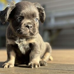 Sparkle/French Bulldog									Puppy/Female	/8 Weeks