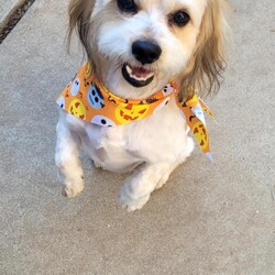 Adopt a dog:Harrison/Maltese/Male/Young,Harrison is a very special young dog, who is affectionate, curious, and playful. He is quiet and gentle, but also funny and goofy when he's comfortable with his surroundings. He is very loyal and loves his human friends. He is very smart!!! He loves to cuddle on the couch and give lots of kisses.  Harrison would do best in a home with or with or without other dogs but definitely needs to be able to have dog play dates!!! . He is a friendly, loyal, and gentle dog who would be the perfect companion for someone looking for a sweet, smart dog to join their family. If you think Harrison is the one for you, let’s chat! Text or call 408-849-1080 for more info or go directly to his application. >==> www.hispawsandtsils.com/adopt