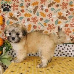 Virginia/Lhasa-Poo									Puppy/Female	/14 Weeks,Meet Virginia! This adorable Lhasa-Poo is vet checked & up to date on shots & wormer, plus comes with a 30 day health guarantee provided by the breeder! Virginia is well socialized & currently being family raised with children! If you would like more information on this sweetheart, please contact Glenn & Miriam Fox today!