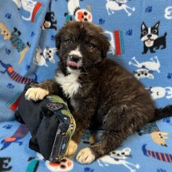 Adopt a dog:Mountain/Bernese Mountain Dog/Male/Baby,My name is Mountain. I am a handsome 7-week-old Bernese/German Shepherd mix. I weigh 6.8 lbs and my birthday is 9/7/2024 so I have some growing to do! I will be a medium/large dog. I am started on my shots and worming schedule and have been treated for any issues I came in with. 

Bernese/German Shepherd mixes are very loyal, affectionate and intelligent dogs. They need plenty of exercise, both to keep them in good physical condition and to stimulate him mentally.   

 I enjoy running and playing with my siblings at the shelter and playing with toys. Of course, I also enjoy my one on one snuggle time and giving kisses. 

Please if you are interested in me get your application in today, there is no time to waste:

You can go to www.hopeforhannahrescue.org 
or just copy the direct link below and paste it into your search bar.

The direct link to our application can be found here-  https://ueodqi9fe3f.typeform.com/to/sFwghRQN - Copy and Paste 

If you have any problem, call Suzi (717) 466-5968 and I will be happy to assist you.
