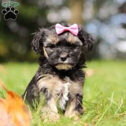 Avery/Yorkie Poo									Puppy/Female	/8 Weeks,Meet Avery, the sweetest little Yorkiepoo who is ready to bring endless joy into your life! This fluffy bundle of love has the perfect mix of charm, smarts, and playfulness. Her mom, Ellie, is a 14lb Poodle known for her intelligence and elegant demeanor. Poodles are famous for being incredibly smart and easy to train, making this pup a quick learner who will catch on to commands and tricks in no time. Her dad, Lebron, is a 9lb Yorkie, a breed cherished for their affectionate and lively personality.