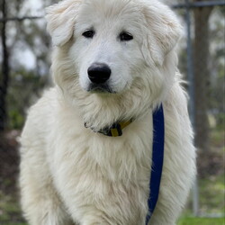 Adopt a dog:Artie/Maremma Sheepdog/Male/1 Year 9 Months,Meet Artie: The Laid-Back Guardian Hey there! I’m Artie, the chilled-out Maremma who’s mastered the art of snoozing and observing. If you’re looking for a dog who enjoys the simple pleasures of life—like napping in sunny spots and keeping a watchful eye on the world—then look no further! You must know that I am a bit reserved when it comes to making new human friends, however I thrive in the company of my fellow canines, so I must go home with another dog so they can help me tackle life outside the shelter. Having dog friends keep my spirits high and my tail wagging.  I’m on the lookout for an experienced owner who knows the ins and outs of my breed. Maremmas are unique and require someone who understands our quirks and charms. Adult-only households are best for me—let’s keep things serene and drama-free. So, if you’re an experienced dog lover with a furry friend ready to welcome a laid-back, observant dude like me into your home, let’s make some magic happen! Just be prepared for some quality snooze sessions and the occasional thoughtful stare as I contemplate the mysteries of the universe. Please submit an   if you are interested in meeting Artie, or call 0477 064 192. Artie's requirement's :