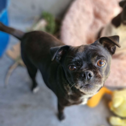 Butter/Pug / Jack Russell Terrier (Smooth)/Female/3 Years 2 Months,Hi there, I'm Butter, a sweet little Pug/Jack Russell terrier who's as lovable and cute as my name suggests. I'm a female pupper, about 3 years old, and I'm looking for a caring home with someone who works average hours. Although I have no history of issues with children or other animals, I would love to be the only dog in the household – that way, I get all the belly rubs! I'm a bit of a diva, you see. I need a household without other dogs and I promise to fill your life with love and joy in return. I'm still learning about the world around me, so I would love for my new family to continue my training. I enjoy my daily opportunities to learn about life, and I promise to be a fast learner! My vets have plans to do further surgeries and this is already booked in at RSPCA Veterinary Hospital in Yagoona. I would love the chance to settle into my new home first and allow for a smoother recovery. It is recommended that you are located in the Sydney/Illawarra/Central Coast as you will need to travel to Yagoona for further vet appointments. I can't wait to meet you and start our life together. Let's make some beautiful memories.