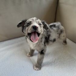 Adopt a dog:Mylie/Australian Shepherd/Female/Baby,Meet Mylie! This absolutely adorable girl currently weighs 4 pounds and is about 8-9 weeks old. She is a small Australian Shepherd mix. It's suspected that both parents are Aussie but with rescue it's always a guess! 

(We also have Cyrus, her brother so check out our other listings) 

Miley is a precious, very soft, little sweet baby ready for a family. She was rescued along with her brother from a scary hoarding situation. She is so soft and cute! 

Sweet Miley has a very gentle and affectionate personality and loves to play with her foster siblings and toys. Of course, she will need patience as she learns the ropes with potty training, crate training, and all of the normal puppy things. We are proud that she uses potty pads like a champ! 

The adoption fee is $600 and includes age appropriate vaccines (DAPP with boosters, Bordetella, Rabies if old enough), multiple broad spectrum deworming treatments, spay/neuter  *if old enough, flea & heart worm prevention while in our care, a microchip with free lifetime registration, a collar or harness, treats, squeaky toy, a discount on pet insurance and coupons for Petco!

*When adopting one of our puppies too young for spay/neuter, the adopter shall complete a spay/neuter contract to have the puppy spay/neutered before 6 months of age at adopters' expense. The microchip will remain registered to the rescue until proof of spay/neuter is provided. 

We facilitate adoptions across the US from Houston, Tx. for a small additional fee $300 which includes a health certificate by a licensed vet deeming the pup healthy for travel. Our pups travel in comfort with 24/7 care on licensed transport vehicles including buses and cargo vans. If available, private planes or in cabin on Southwest Airlines (if small enough to fit in carrier under seat).

We go above and beyond to provide unparalleled care for our pets. Our commitment to comprehensive medical care sets us apart. We've received glowing feedback from veterinarians who commend our dedication to ensuring the health and well-being of every animal in our care.

This puppy is from a part of the US where puppies are regularly euthanized. So, this puppy needs you! If you choose a puppy from this rescue, it saves their life AND it also allows us to save the life of another in its place.

A puppy is discovering their personality with each passing day. We pride ourselves in being able to give you good personality and behavioral information to help ensure this baby is the right fit for you. You are also welcome to do a Facetime call to meet your new baby before signing the adoption contract! 

We require a commitment from adoptive families to crate train their new puppy starting immediately when arriving at their new home, which will help with potty training, energy management, and the overall development of a well-rounded adult dog. You will be guaranteed to get lots of kisses in return from your new best friend!

Adoption Application Link:
https://rescuetexas.org/adoption

Any questions? Please email: rescuetexasdogs@gmail.com it may take several days to get a response. If you really are interested, please complete an application because having an application on file receives response priority. 

We understand that our adoption fees may be higher than some other organizations and shelters but we believe that quality care is worth the investment. By choosing Rescue Texas, you're not just welcoming a new furry friend into your home you're investing in their lifelong health and happiness. You are also supporting the medical treatment of our medical cases from abuse and cruelty cases. 

The Greater Houston area has the highest stray and overpopulation rates in the nation. Rescue Texas is on a mission to make a difference. As a nonprofit dog rescue, we are boots on the ground working hand in hand with the community to combat this crisis. Our goal is simple: to reduce the homeless pet population through community outreach, spay and neuter education, and by rescuing dogs of all breeds from the streets or overcrowded shelters, where euthanasia due to lack of space is often the only option. The dog you've found online is not only lucky to be in our program, but also incredibly fortunate to have caught your eye. Your interest and support mean the world to us and to the animals we save. Thank you for considering adoption and for joining us in our mission to give every animal a chance at a happy and loving home!

Our rescue is dedicated to making a difference. We provide individualized socialization, training guidance, and support based on the dogs needs to ensure a smooth transition for both pet and owner. 

Follow our rescue journey and connect with us on our website and social media platforms. Together, we can make a difference!

https://www.rescuetexas.org/
https://www.facebook.com/rescuetx

Ready to welcome a new furry friend into your life? APPLY TODAY and become a hero for pets in need!

DISCLAIMER- Breed type is determined based on general appearance and behavioral characteristics and cannot be guaranteed. 