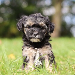 Avery/Yorkie Poo									Puppy/Female	/8 Weeks,Meet Avery, the sweetest little Yorkiepoo who is ready to bring endless joy into your life! This fluffy bundle of love has the perfect mix of charm, smarts, and playfulness. Her mom, Ellie, is a 14lb Poodle known for her intelligence and elegant demeanor. Poodles are famous for being incredibly smart and easy to train, making this pup a quick learner who will catch on to commands and tricks in no time. Her dad, Lebron, is a 9lb Yorkie, a breed cherished for their affectionate and lively personality.