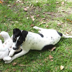 Adopt a dog:Grommet/Australian Kelpie/Male/4 Months,Hi there! My name is Grommet, and I'm the cutest little ball of joy you'll ever meet! I might be small now, but my heart is HUGE, and I've got enough love to share with a family just like yours. As a curious pup, I love exploring my surroundings-sniffing out new scents and making friends with anyone who stops to say hello. I might wiggle my tail so hard I look like I'm about to take off! I have plenty of puppy energy, so daily playtime is a must. Whether it's chasing after a squeaky toy or pouncing on a playful friend, I'm always ready for an adventure. I'm also eager to learn! A little puppy school would be perfect for me to pick up some manners and tricks. I promise I'm a quick learner and can't wait to impress you with my new skills. Plus, it'll help me meet new people and other pups-socialization is key for a growing girl like me! One thing to keep in mind is that I'll need a safe space to roam and play. A secure fence in your yard would be ideal, so I can frolic freely without worrying about any sneak escapes. Safety first, right? I love the great outdoors, but I want to make sure I stay close to my family. I'm not very fond of smaller fast moving people, so I'm best suited to a home with any children over the age of 12. So, if you're looking for a playful companion who's ready to fill your days with laughter, love, and a little bit of puppy mischief, I'm your boy! Let's start our forever adventure together. Can't wait to meet you! My adoption fee is: $620 which includes = desex, vaccination, microchip with flea and tick prevention started