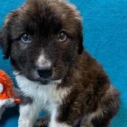 Adopt a dog:Marvel/Bernese Mountain Dog/Male/Baby,My name is Marvel. I am a handsome 7-week-old German Shepherd. I weigh 6.2 lbs and my birthday is 9/7/2024 so I have some growing to do! I will be a medium/large dog. I am started on my shots and worming schedule and have been treated for any issues I came in with. 

Bernese/German Shepherd mixes are very loyal, affectionate and intelligent dogs. They need plenty of exercise, both to keep them in good physical condition and to stimulate him mentally.   

 I enjoy running and playing with my siblings at the shelter and playing with toys. Of course, I also enjoy my one on one snuggle time and giving kisses. 

Please if you are interested in me get your application in today, there is no time to waste:

You can go to www.hopeforhannahrescue.org 
or just copy the direct link below and paste it into your search bar.

The direct link to our application can be found here-  https://ueodqi9fe3f.typeform.com/to/sFwghRQN - Copy and Paste 

If you have any problem, call Suzi (717) 466-5968 and I will be happy to assist you.