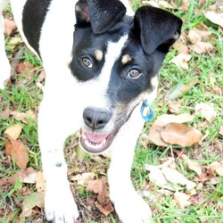 Adopt a dog:Grommet/Australian Kelpie/Male/4 Months,Hi there! My name is Grommet, and I'm the cutest little ball of joy you'll ever meet! I might be small now, but my heart is HUGE, and I've got enough love to share with a family just like yours. As a curious pup, I love exploring my surroundings-sniffing out new scents and making friends with anyone who stops to say hello. I might wiggle my tail so hard I look like I'm about to take off! I have plenty of puppy energy, so daily playtime is a must. Whether it's chasing after a squeaky toy or pouncing on a playful friend, I'm always ready for an adventure. I'm also eager to learn! A little puppy school would be perfect for me to pick up some manners and tricks. I promise I'm a quick learner and can't wait to impress you with my new skills. Plus, it'll help me meet new people and other pups-socialization is key for a growing girl like me! One thing to keep in mind is that I'll need a safe space to roam and play. A secure fence in your yard would be ideal, so I can frolic freely without worrying about any sneak escapes. Safety first, right? I love the great outdoors, but I want to make sure I stay close to my family. I'm not very fond of smaller fast moving people, so I'm best suited to a home with any children over the age of 12. So, if you're looking for a playful companion who's ready to fill your days with laughter, love, and a little bit of puppy mischief, I'm your boy! Let's start our forever adventure together. Can't wait to meet you! My adoption fee is: $620 which includes = desex, vaccination, microchip with flea and tick prevention started