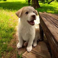 Adopt a dog:Butterscotch/Siberian Husky/Male/Baby,THE FOLLOWING PET IS BEING FOSTERED NEAR FORT COLLINS, CO!

Meet Butterscotch, the delightful puppy who embodies the perfect balance of playfulness and snuggles! Born on September 1, 2024, Butterscotch came to us with his 12 siblings from a breeder situation. Unfortunately, they faced a tough start as they battled Parvo shortly after arriving. While we lost one sibling early on, Butterscotch and the rest of his littermates received the care they needed and are now thriving in their foster home in Fort Collins, CO, and are ready to find their forever families!

Butterscotch has a fantastic demeanor and a fun personality that shines through in everything he does. He loves to romp around and play, whether it’s chasing toys or engaging in playful antics with his siblings. But when playtime is over, he’s always ready to curl up for some quality cuddle time, making him the ideal companion for those cozy moments.

This charming pup is looking for an active family that can keep up with his playful spirit while also giving him the love and affection he craves. If you’re searching for a playful and snuggly pup who will bring joy and warmth to your home, Butterscotch is the perfect match for you!

OUR DOGS ARE FOSTERED IN TEXAS OR COLORADO BUT AVAILABLE FOR ADOPTION AND TRANSPORT OUT OF STATE. Read below for more information.

All of our dogs are located in a foster home in Texas or Colorado. Our dogs are transported to a predetermined location agreed upon by the rescue. The adoption contract and fee are finalized prior to transport. As a Mutts N Such direct adoption, the adoption interview/meet and greet occurs on video call (Skype, FB Messenger call, Facetime, etc.).

Our adoption fee is $350, plus transport (varies by location) if animal needs to be transported out of state. This fee includes all current vaccinations, deworming, a registered microchip, fecal analysis, spay/neuter for pets 6 months & older, and a heartworm test if over 6 months old. All dogs will be current on flea/heartworm prevention. A health exam will be completed and a certificate issued by a veterinarian within 10 days of departure for out of state adoptions.

If you are interested in adopting, please complete our application:

https://petstablished.com/adoption_form/57167/generic

Note: MNS reserves the right to deny any application that is deemed unsuitable for the animal. Please be aware that our animal adoptions are NOT on a first come- first serve basis. Our sole purpose is to find the best possible home for the animals that fall under our care.