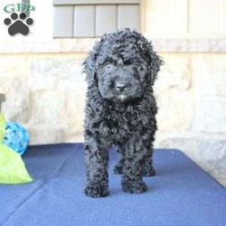 Kathy/Mini Labradoodle									Puppy/Female	/6 Weeks,Are you searching for a Mini Labradoodle who will have a hypoallergenic coat and feel soft and snuggly like a Poodle? We have been specializing in multigenerational Mini Labradoodles for years and have finally perfected the coat textures of our puppies so that you can enjoy the happy go lucky personality of the Labrador with the convenience of the Poodle coat! Our puppies come up to date on shots and dewormer and will be vet checked before they leave. We offer a 1 Year Genetic Health Guarantee as well! If you are looking for the perfect pup this fall contact us today! 