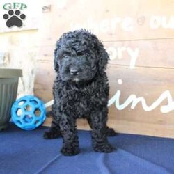 Kathy/Mini Labradoodle									Puppy/Female	/6 Weeks,Are you searching for a Mini Labradoodle who will have a hypoallergenic coat and feel soft and snuggly like a Poodle? We have been specializing in multigenerational Mini Labradoodles for years and have finally perfected the coat textures of our puppies so that you can enjoy the happy go lucky personality of the Labrador with the convenience of the Poodle coat! Our puppies come up to date on shots and dewormer and will be vet checked before they leave. We offer a 1 Year Genetic Health Guarantee as well! If you are looking for the perfect pup this fall contact us today! 