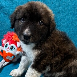 Adopt a dog:Marvel/Bernese Mountain Dog/Male/Baby,My name is Marvel. I am a handsome 7-week-old German Shepherd. I weigh 6.2 lbs and my birthday is 9/7/2024 so I have some growing to do! I will be a medium/large dog. I am started on my shots and worming schedule and have been treated for any issues I came in with. 

Bernese/German Shepherd mixes are very loyal, affectionate and intelligent dogs. They need plenty of exercise, both to keep them in good physical condition and to stimulate him mentally.   

 I enjoy running and playing with my siblings at the shelter and playing with toys. Of course, I also enjoy my one on one snuggle time and giving kisses. 

Please if you are interested in me get your application in today, there is no time to waste:

You can go to www.hopeforhannahrescue.org 
or just copy the direct link below and paste it into your search bar.

The direct link to our application can be found here-  https://ueodqi9fe3f.typeform.com/to/sFwghRQN - Copy and Paste 

If you have any problem, call Suzi (717) 466-5968 and I will be happy to assist you.