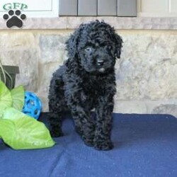 Kathy/Mini Labradoodle									Puppy/Female	/6 Weeks,Are you searching for a Mini Labradoodle who will have a hypoallergenic coat and feel soft and snuggly like a Poodle? We have been specializing in multigenerational Mini Labradoodles for years and have finally perfected the coat textures of our puppies so that you can enjoy the happy go lucky personality of the Labrador with the convenience of the Poodle coat! Our puppies come up to date on shots and dewormer and will be vet checked before they leave. We offer a 1 Year Genetic Health Guarantee as well! If you are looking for the perfect pup this fall contact us today! 