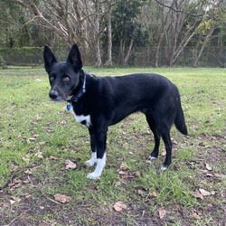 Preston/Border Collie / Australian Kelpie/Male/5 Years 5 Months,Hello there, I'm Preston, a 5-year-old male Australian Kelpie with a heart full of love! I'm in search of a special human companion who can provide the home environment that suits me best. That includes someone who will be home most (if not all) of the time. I'm a mild-mannered guy, perfect for seniors or those leading a quiet lifestyle. I've got a bit of a stubborn streak, so I'll need an experienced owner who knows my breed and can handle my funny quirks. I have some lovely basic skills and I'm very gentle around people, I enjoy meeting strangers and getting some nice pats. I have office time each day while I live at the shelter, I sleep and relax, interact with the staff, I'm a perfect companion for someone that works from home! I'm a bit of a loner and like my space, so a single dog household where I can get all the love and attention would be ideal for me. I love exploring and sniffing around, so a secure outdoor space would be a dream come true! If you have the knowledge, experience, and a secure backyard, you might be my perfect match! Can't wait to meet you and start our life together. Requirements: 