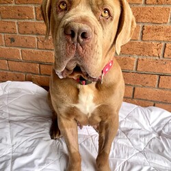 Norah/Dogue de Bordeaux/Female/4 Years 2 Months,