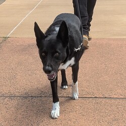 Preston/Border Collie / Australian Kelpie/Male/5 Years 5 Months,Hello there, I'm Preston, a 5-year-old male Australian Kelpie with a heart full of love! I'm in search of a special human companion who can provide the home environment that suits me best. That includes someone who will be home most (if not all) of the time. I'm a mild-mannered guy, perfect for seniors or those leading a quiet lifestyle. I've got a bit of a stubborn streak, so I'll need an experienced owner who knows my breed and can handle my funny quirks. I have some lovely basic skills and I'm very gentle around people, I enjoy meeting strangers and getting some nice pats. I have office time each day while I live at the shelter, I sleep and relax, interact with the staff, I'm a perfect companion for someone that works from home! I'm a bit of a loner and like my space, so a single dog household where I can get all the love and attention would be ideal for me. I love exploring and sniffing around, so a secure outdoor space would be a dream come true! If you have the knowledge, experience, and a secure backyard, you might be my perfect match! Can't wait to meet you and start our life together. Requirements: 