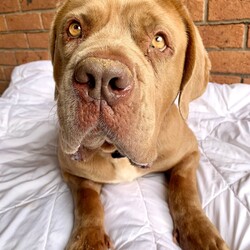 Norah/Dogue de Bordeaux/Female/4 Years 2 Months,